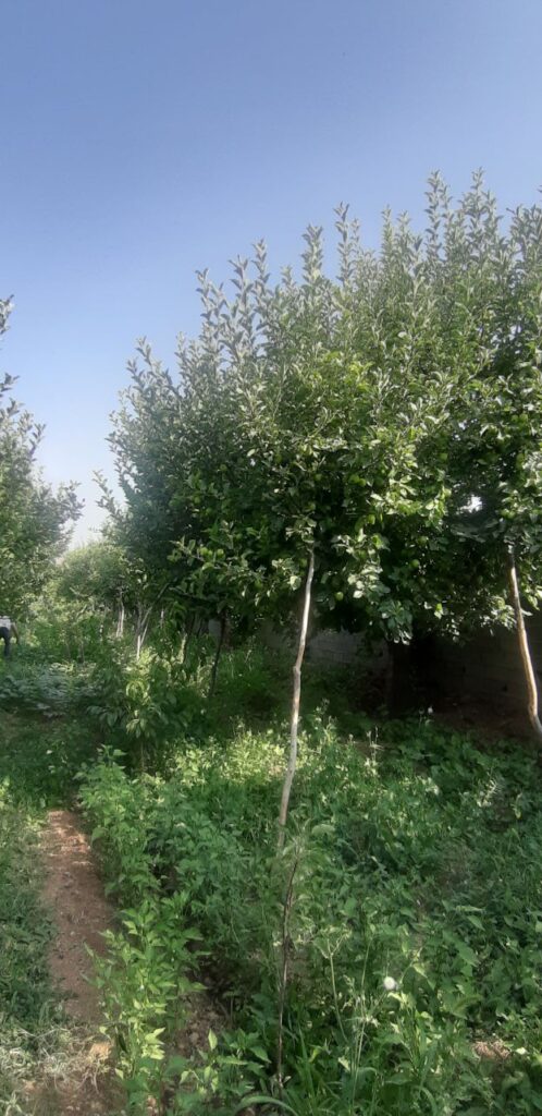 جابان فروش باغچه 400متری دیوار شده