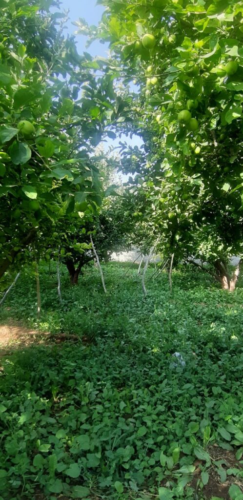 جابان فروش باغچه 400متری دیوار شده