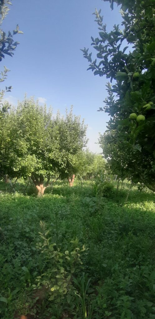 جابان فروش باغچه 400متری دیوار شده