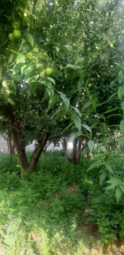 جابان فروش باغچه 400متری دیوار شده