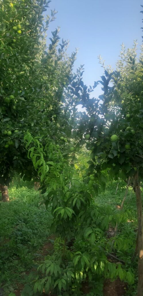 جابان فروش باغچه 400متری دیوار شده