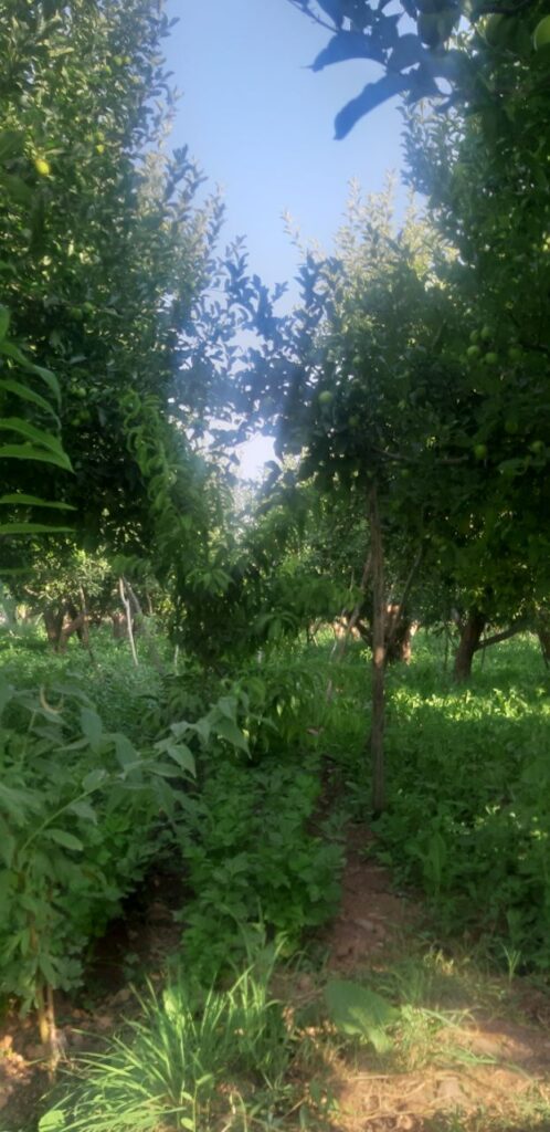 جابان فروش باغچه 400متری دیوار شده