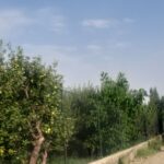 جابان باغچه 600 متری