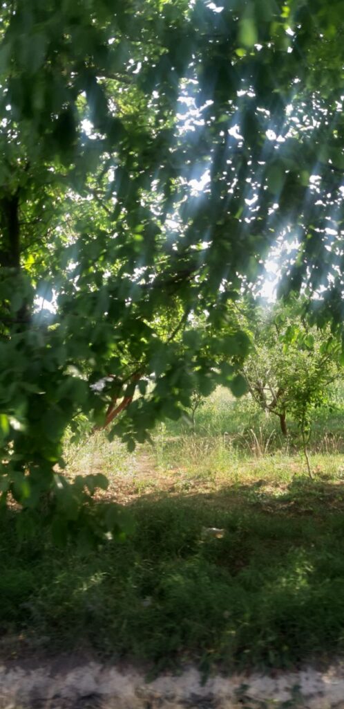 جابان فروش باغچه 400متری دیوار شده