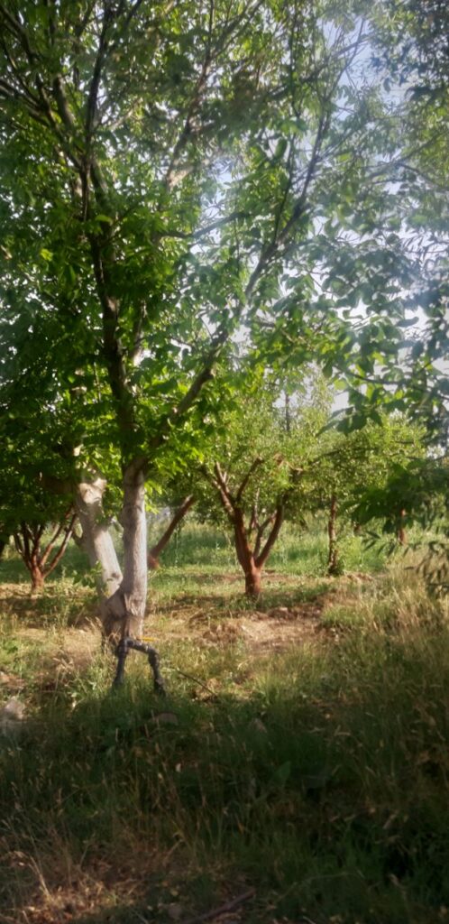 جابان فروش باغچه 400متری دیوار شده