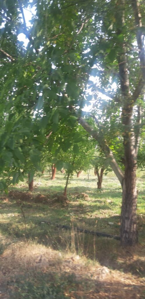 جابان فروش باغچه 400متری دیوار شده