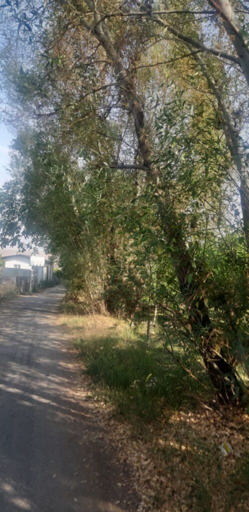 جابان فروش باغ با درختان سیب