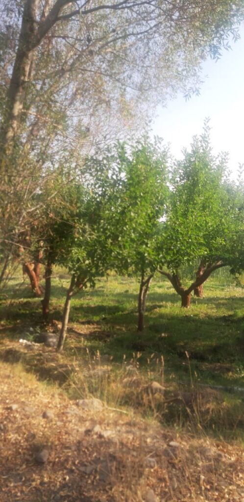 جابان فروش باغ با درختان سیب