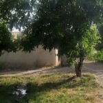 جابان فروش باغ با درختان سیب