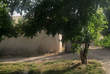 جابان فروش باغ با درختان سیب