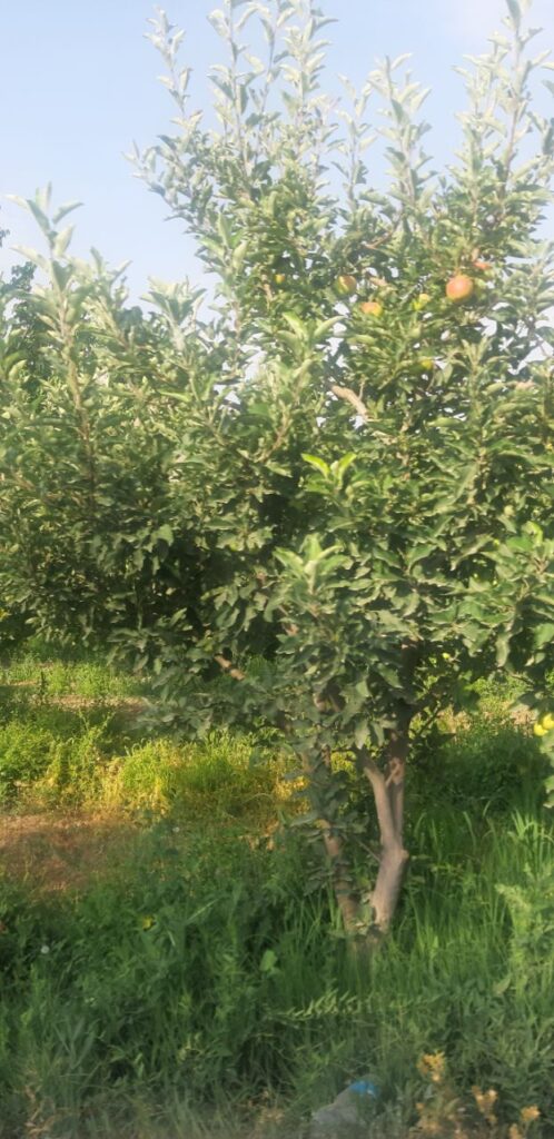 جابان فروش باغچه 400متری دیوار شده