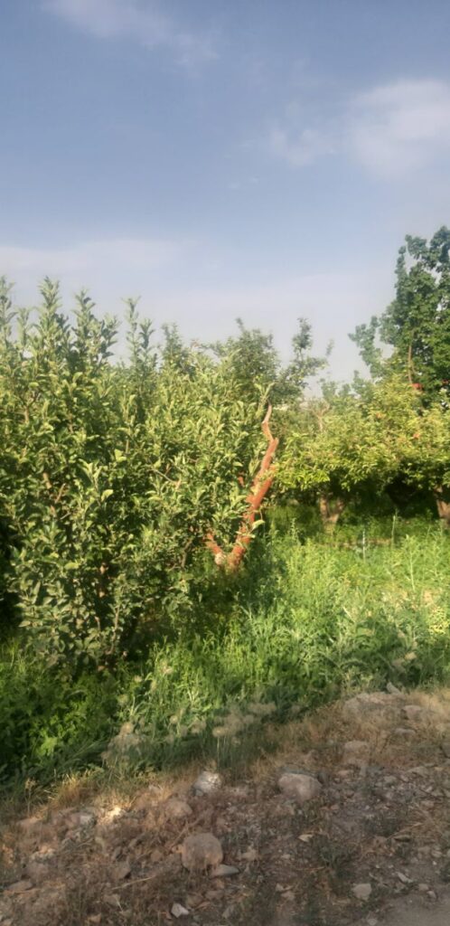 جابان فروش باغچه 400متری دیوار شده