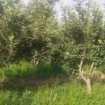 جابان فروش باغچه 400متری دیوار شده