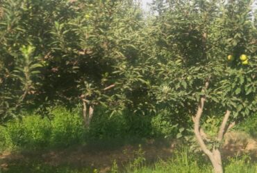 جابان فروش باغچه 400متری دیوار شده