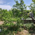 جابان باغستان 800متر سندتکبرگ