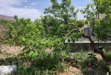 جابان باغستان 800متر سندتکبرگ