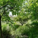 جابان باغچه 1000متری