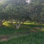 جابان باغچه باسندتکبرگ500متری