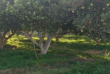 جابان باغچه باسندتکبرگ500متری