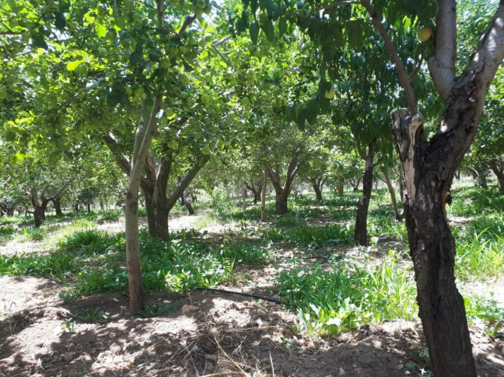 جابان باغچه 360 متری