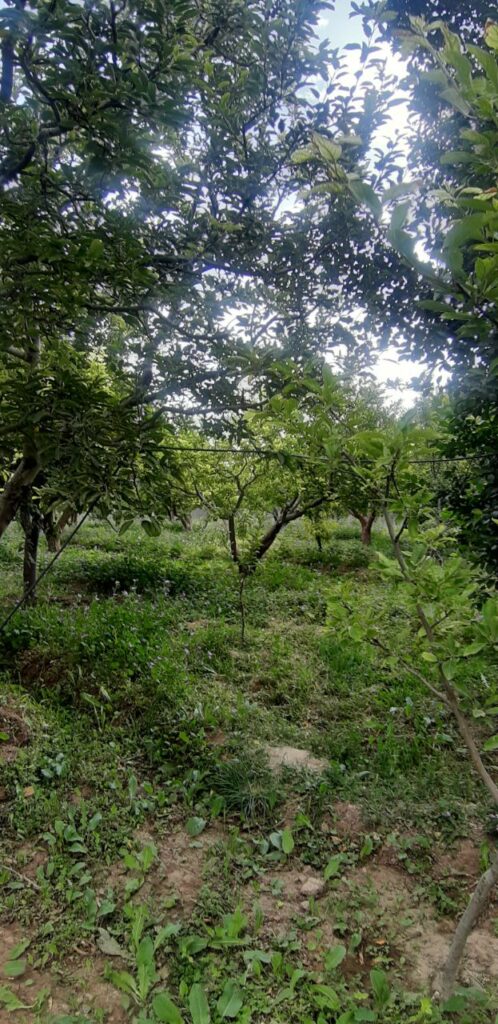 جابان باغچه با ویلا مدرن شیک ویو عالی مدرن