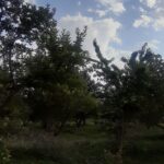 جابان باغچه با ویلا  مدرن شیک ویو عالی مدرن