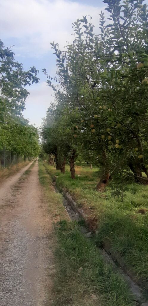 جابان باغچه با بهترین درختان ولوکیشین