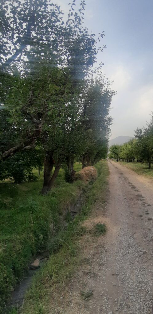 جابان باغچه با بهترین درختان ولوکیشین