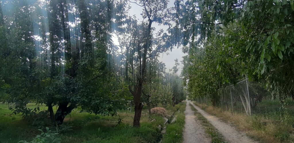 جابان باغچه با بهترین درختان ولوکیشین