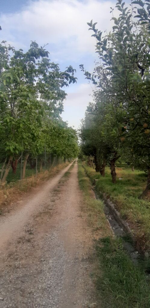 جابان باغچه با بهترین درختان ولوکیشین