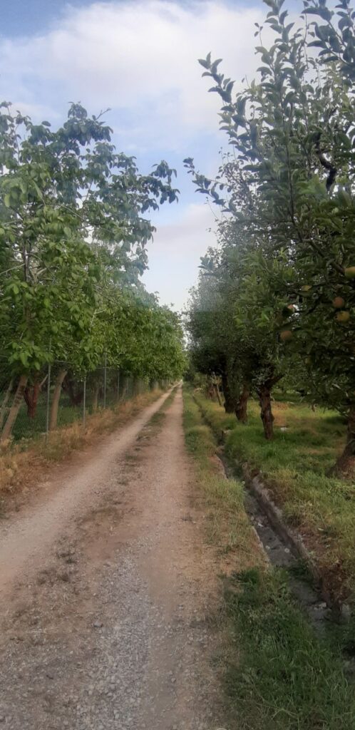 جابان باغچه با بهترین درختان ولوکیشین