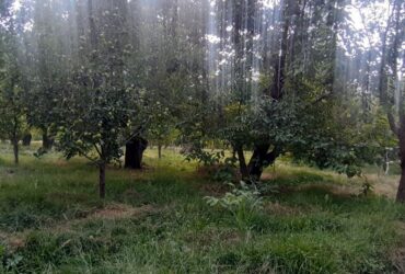 جابان باغچه با بهترین  درختان  ولوکیشین