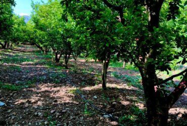 جابان باغ 1000 متری بادرختان 15ساله