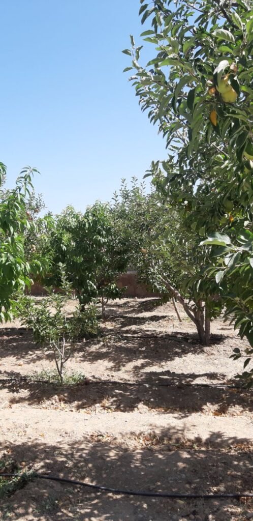 جابان باغچه 500 متری