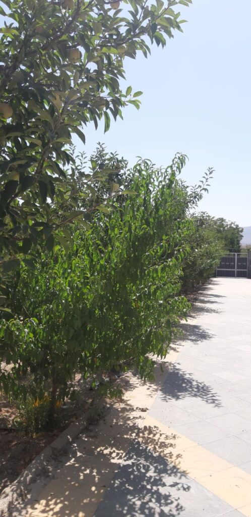 جابان باغچه 500 متری