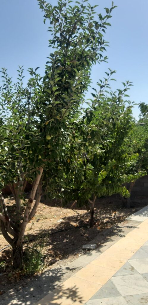 جابان باغچه 500 متری