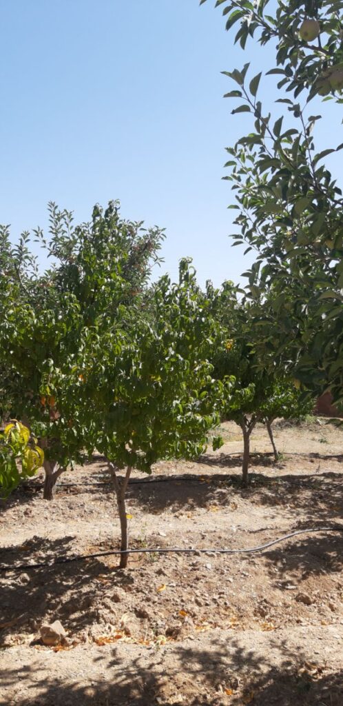 جابان باغچه 500 متری