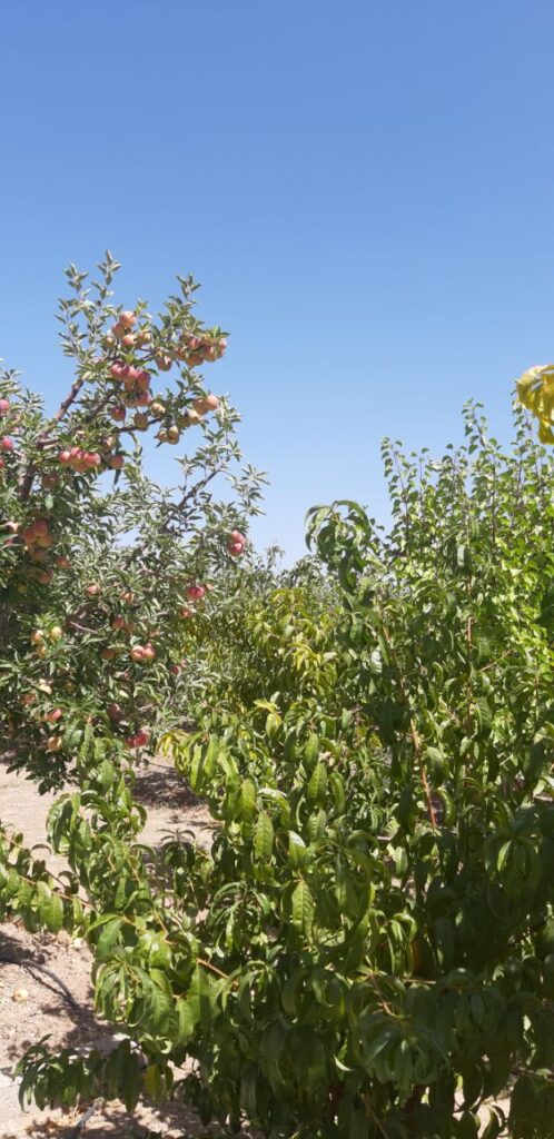 جابان باغچه 500 متری