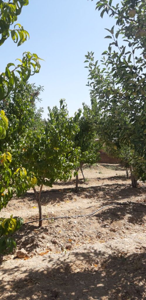 جابان باغچه 500 متری