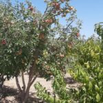 جابان باغچه 500 متری