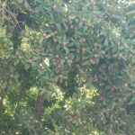 جابان باغچه 300 متری با سندتکبرگ