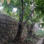 جابان  باغچه 500 متری باسند تکبرگ