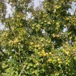 جابان باغچه 1000متری نقد و اقساط