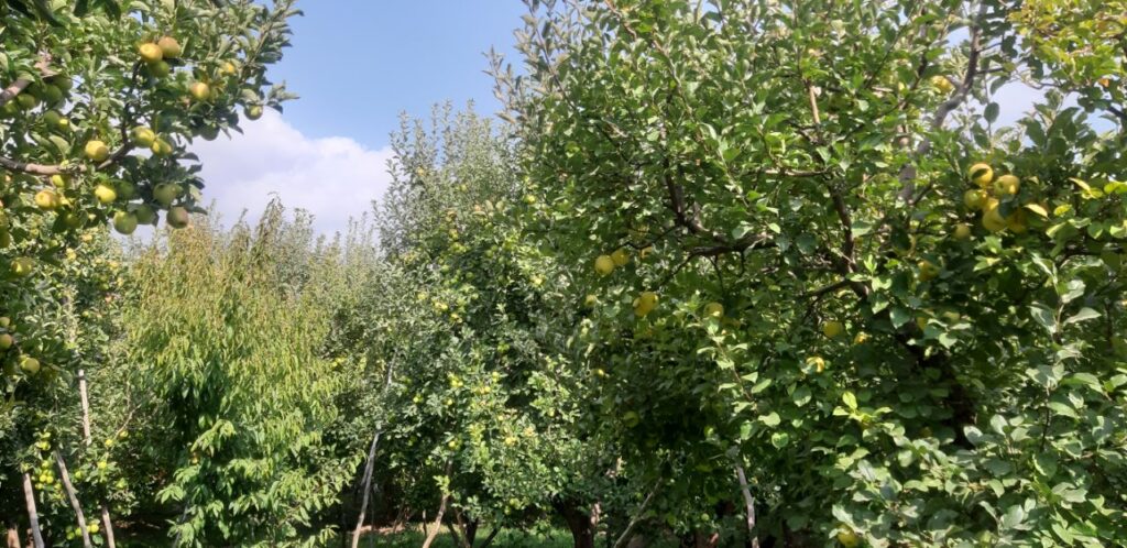 جابان باغچه 1000متری نقد و اقساط