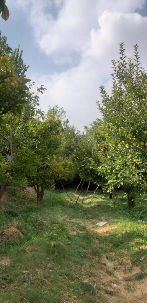 جابان باغچه 1000متری نقد و اقساط