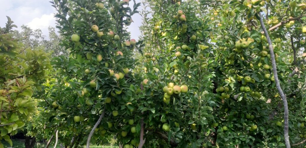 جابان باغچه 1000متری نقد و اقساط