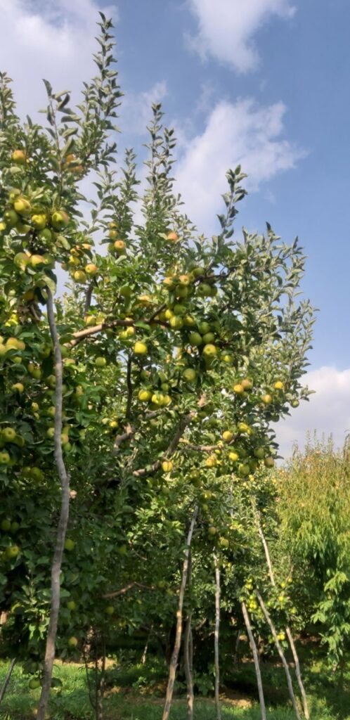 جابان باغچه 1000متری نقد و اقساط