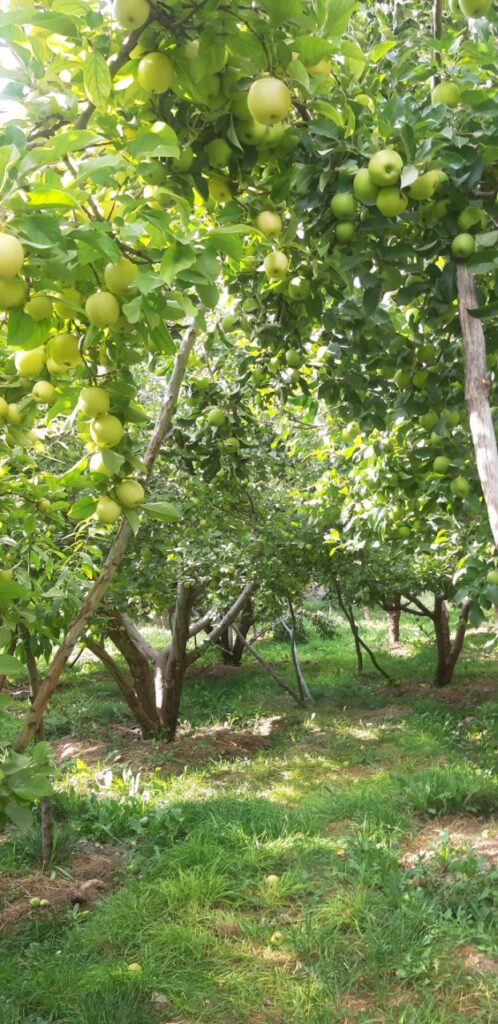 جابان باغچه 1000متری نقد و اقساط