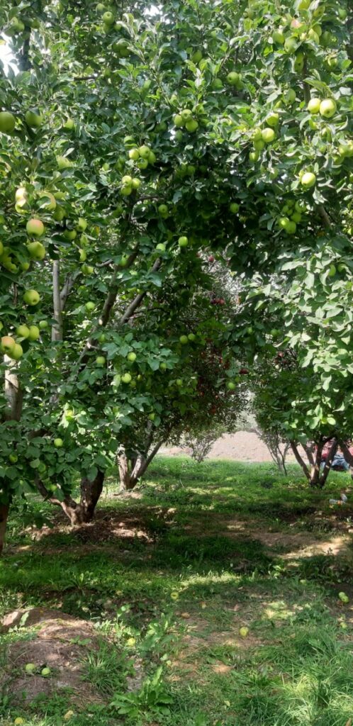 جابان باغچه 1000متری نقد و اقساط