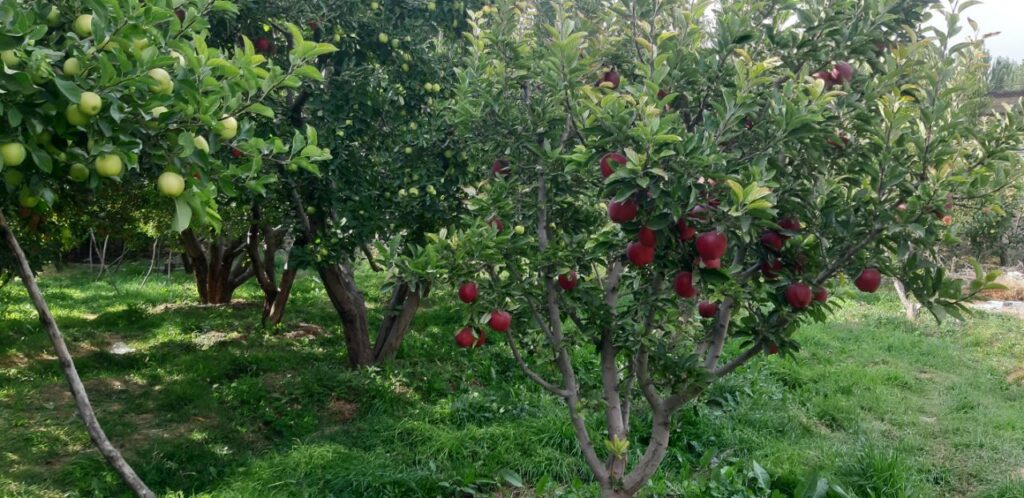 جابان باغچه 1000متری نقد و اقساط